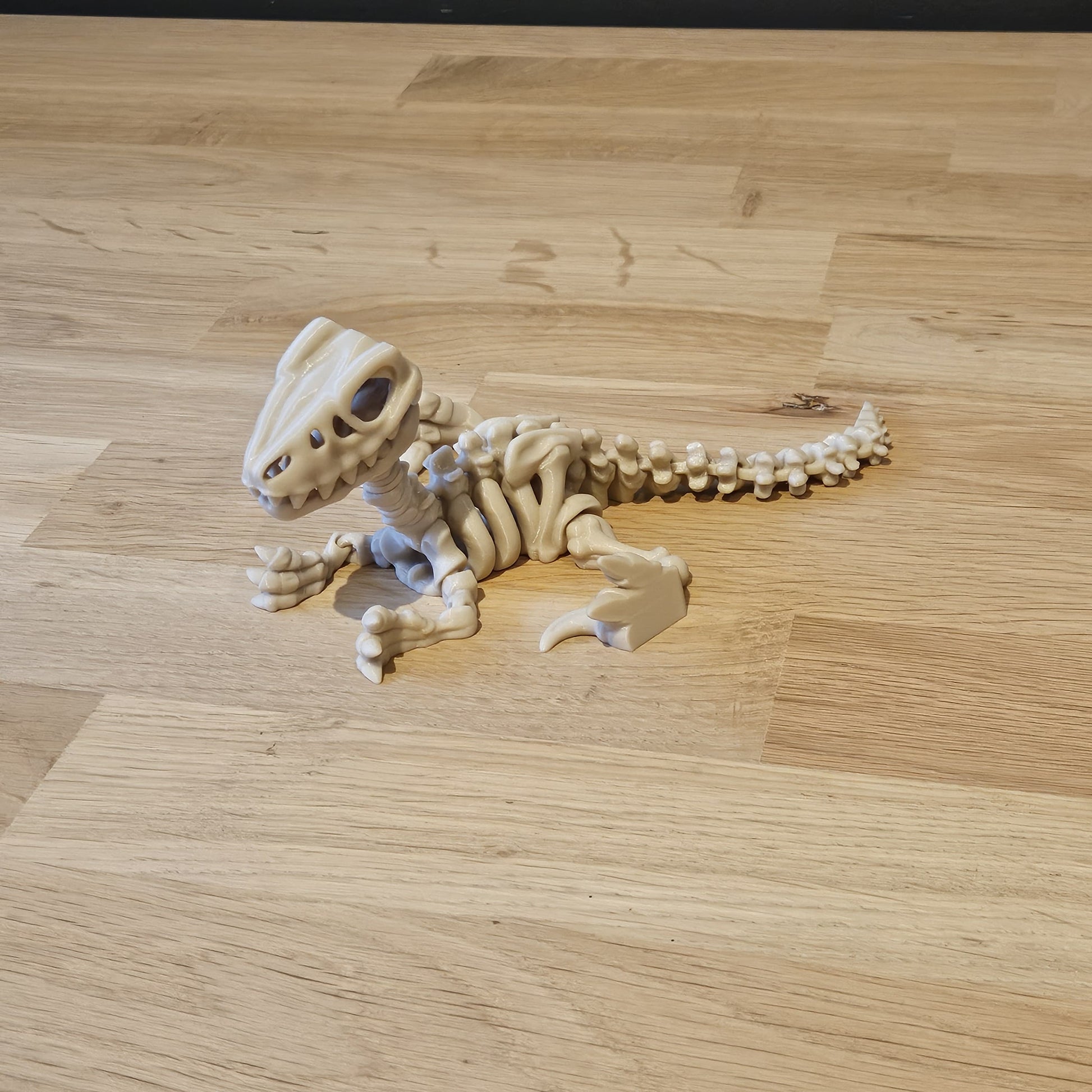 Flexi skelet Velociraptor liggend op tafel – gedetailleerd, beweegbaar model met lange staart en scherpe klauwen