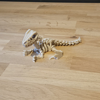Flexi skelet Velociraptor liggend op tafel – gedetailleerd, beweegbaar model met lange staart en scherpe klauwen