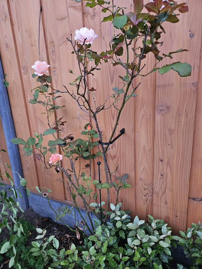 Universele planten- & struikhaken duo-set (2 stuks)