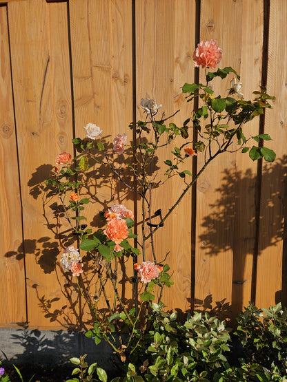 Universele planten- & struikhaken duo-set (2 stuks)